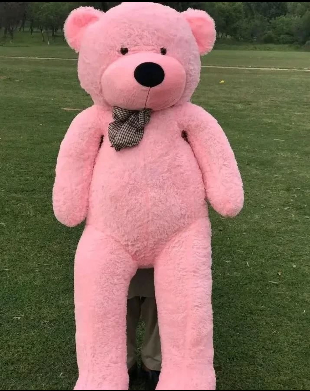 6 Feet Teddy Bear